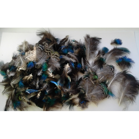 Peacock Plumage Feathers 5-8cm