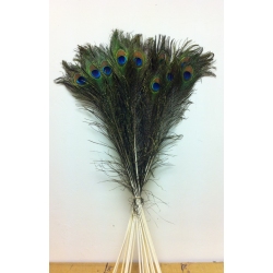 20-25" Peacock Eye Feathers