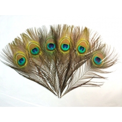10-12" Peacock Eye Feathers